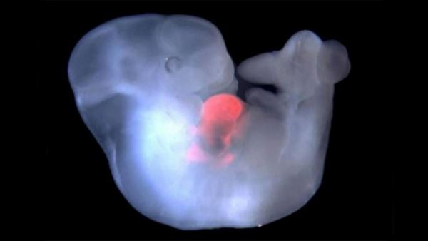 Ученые из США и Испании создали эмбрион-химеру человека и обезьяны