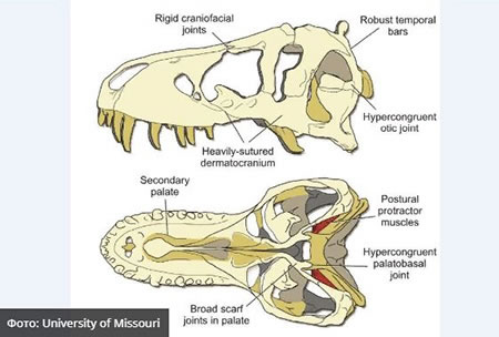 Палеонтологи показали, как кусали тираннозавры