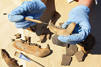 В Забайкалье мальчик нашел в песке кости древнего носорога